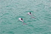 19-HectorsDolphin