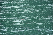 24-WhiteFinPenguin