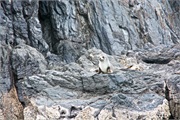 38-FurSeal