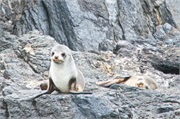 39-FurSeal