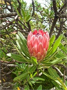 15-Eden-Australia