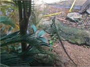 05-RainForestStation