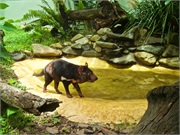 10-RainForestStation