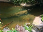 11-RainForestStation