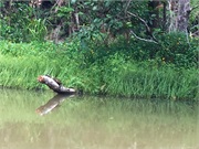 04-DuckTourCairns