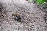 31-KomodoIsland
