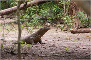 38-KomodoIsland