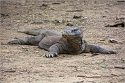 40-KomodoIsland