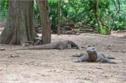 41-KomodoIsland