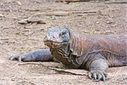 43-KomodoIsland