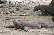 48-KomodoIsland