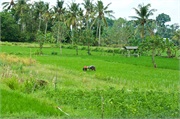 29-Bali_2017