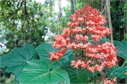 44-TamanAyun-Bali