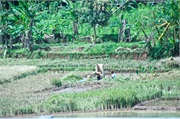 06-Central_Java