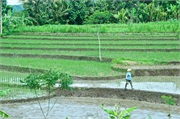 10-Central_Java