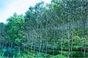 18-Central_Java