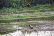 31-Central_Java