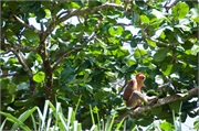 38-Bako_Sarawak