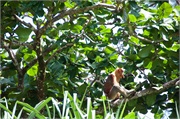 40-Bako_Sarawak