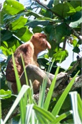 41-Bako_Sarawak