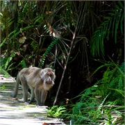 48-Bako_Sarawak