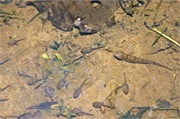 50-Bako_Sarawak
