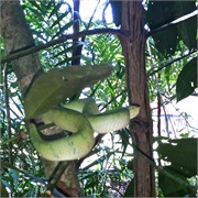 55-Bako_Sarawak