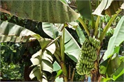35-Brunei