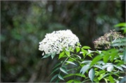 04-Kinabalu_Park