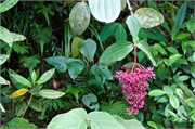 05-Kinabalu_Park