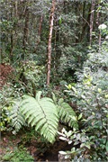 06-Kinabalu_Park