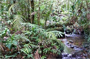 09-Kinabalu_Park