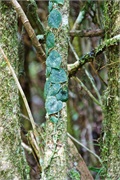 10-Kinabalu_Park