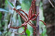11-Kinabalu_Park