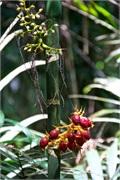 12-Kinabalu_Park