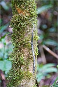 13-Kinabalu_Park