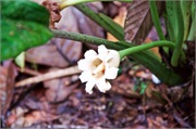 15-Kinabalu_Park
