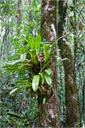 16-Kinabalu_Park