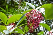17-Kinabalu_Park