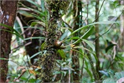 19-Kinabalu_Park
