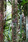 20-Kinabalu_Park