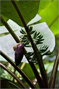 23-Kinabalu_Park