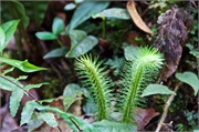 24-Kinabalu_Park