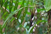 25-Kinabalu_Park
