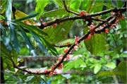 26-Kinabalu_Park