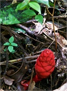 27-Kinabalu_Park