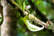 28-Kinabalu_Park