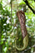 29-Kinabalu_Park