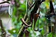 30-Kinabalu_Park