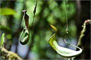31-Kinabalu_Park